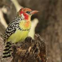 Brodal czerwonouchy - Trachyphonus erythrocephalus - Red-and-yellow Barbet