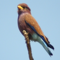 Kraskówka afrykańska - Eurystomus glaucurus - Broad-billed Roller