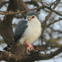 Sokolik czerwonooki - Polihierax semitorquatus - African Pygmy Falcon