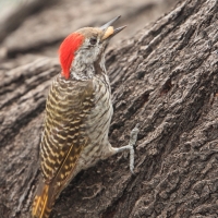 Dzięcioł jasnolicy - Dendropicos fuscescens - Cardinal Woodpecker
