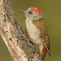 Dzięcioł popielaty - Dendropicos goertae - African Grey Woodpecker