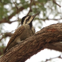 Dzięcioł sawannowy - Chloropicus namaquus - Bearded Woodpecker