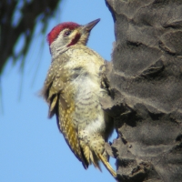 Dzięciolik kropkowany - Geocolaptes punctuligerus - Fine-spotted Woodpecker