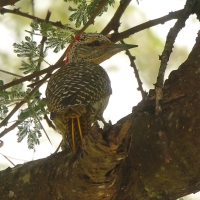 Dzięcioł sawannowy - Chloropicus namaquus - Bearded Woodpecker