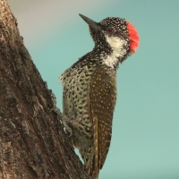 Dzięciolik złotosterny - Geocolaptes abingoni - Golden-tailed Woodpecker