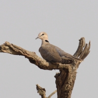 Synogarlica popielata - Streptopelia capicola - Ring-necked Dove