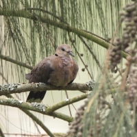 Synogarlica popielata - Streptopelia capicola - Ring-necked Dove