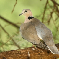 Synogarlica popielata - Streptopelia capicola - Ring-necked Dove