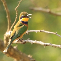 Żołna niebieskopierśna - Merops variegatus - Blue-breasted Bee-eater