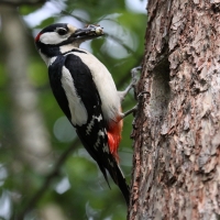 Dzięcioł duży - Dendrocopos major - Great Spotted Woodpecker