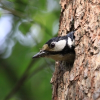 Dzięcioł duży - Dendrocopos major - Great Spotted Woodpecker
