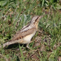 Krętogłów - Jynx torquilla - Eurasian Wryneck