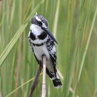 Rybaczek srokaty - Ceryle rudis - Pied Kingfisher
