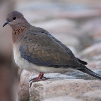 Synogarlica senegalska - Streptopelia senegalensis - Laughing Dove