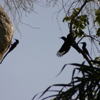 Sierpodudek purpurowy - Phoeniculus purpureus - Green Wood-hoopoe