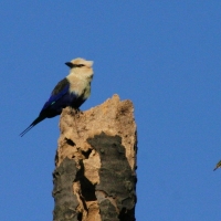 Kraska płowogłowa - Coracias cyanogaster - Blue-bellied Roller
