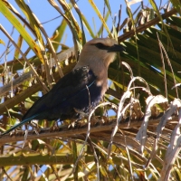 Kraska płowogłowa - Coracias cyanogaster - Blue-bellied Roller