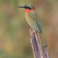 Żołna czerwonogardła - Merops bulocki - Red-throated Bee-eater