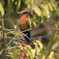 Żołna czerwonogardła - Merops bulocki - Red-throated Bee-eater