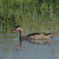 Srebrzanka czerwonodzioba - Anas erythrorhyncha - Red-billed Teal