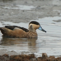 Srebrzanka hotentocka - Anas hottentota - Hottentot Teal