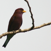 Kraskówka afrykańska - Eurystomus glaucurus - Broad-billed Roller