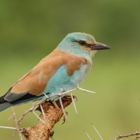 Kraska zwyczajna - Coracias garrulus - European Roller