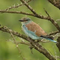 Kraska zwyczajna - Coracias garrulus - European Roller