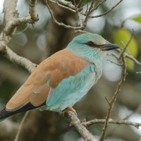 Kraska zwyczajna - Coracias garrulus - European Roller