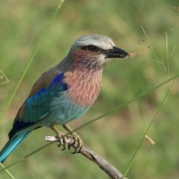 Kraska liliowopierśna - Coracias caudatus - Lilac-breasted Roller