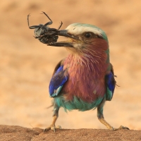 Kraska liliowopierśna - Coracias caudatus - Lilac-breasted Roller