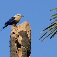 Kraska płowogłowa - Coracias cyanogaster - Blue-bellied Roller