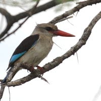 Łowiec brązowogłowy - Halcyon albiventris  - Brown-hooded Kingfisher
