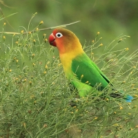 Nierozłączka rudogłowa - Agapornis fischeri - Fischer's Lovebird