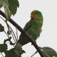 Nierozłączka czerwonogłowa - Agapornis pullarius - Red-headed Lovebird