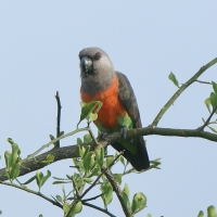 Afrykanka krasnopierśna - Poicephalus rufiventris  - Red-bellied Parrot