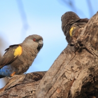 Afrykanka niebieskorzytna - Poicephalus rueppellii - Rüppell's Parrot