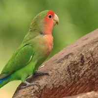 Nierozłączka czerwonoczelna - Agapornis roseicollis - Rosy-faced Lovebird