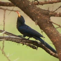 Czarnodudek czerwonodzioby - Rhinopomastus minor - Abyssinian Scimitarbill