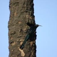 Sierpodudek purpurowy - Phoeniculus purpureus - Green Wood-hoopoe