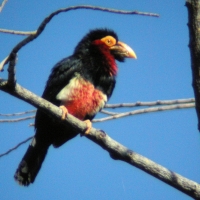 Wąsal żółtooki - Pogonornis dubius - Bearded Barbet