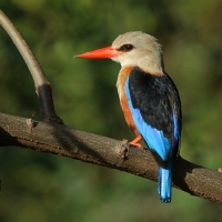 Łowiec szarogłowy - Halcyon leucocephala - Grey-headed Kingfisher