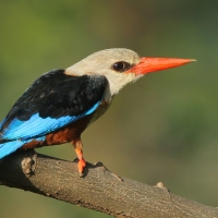 Łowiec szarogłowy - Halcyon leucocephala - Grey-headed Kingfisher