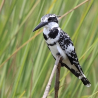 Rybaczek srokaty - Ceryle rudis - Pied Kingfisher