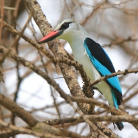 Łowiec jasny - Halcyon senegalensis - Woodland Kingfisher