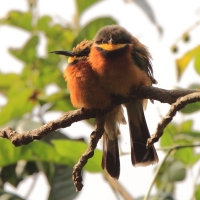 Żołna rdzawobrzucha - Merops lafresnayii oreobates - Cinnamon-chested Bee-eater