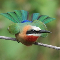 Żołna białoczelna - Merops bullockoides - White-fronted Bee-eater