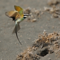 Żołna białogardła - Merops albicollis - White-throated Bee-eater
