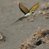 Żołna białogardła - Merops albicollis - White-throated Bee-eater