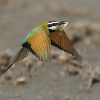 Żołna białogardła - Merops albicollis - White-throated Bee-eater